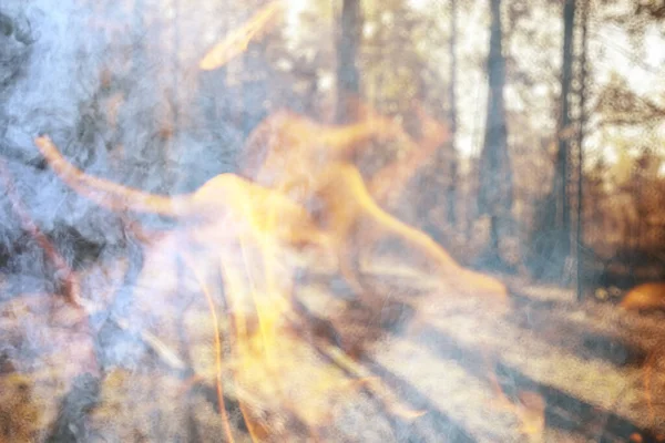 Abstrakcyjny Krajobraz Ogień Płomień Lesie Tło Pożar Katastrofa Ekologiczna — Zdjęcie stockowe
