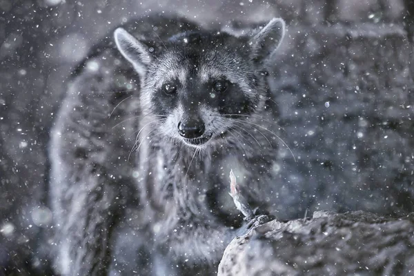 美洲浣熊 野生动物 — 图库照片