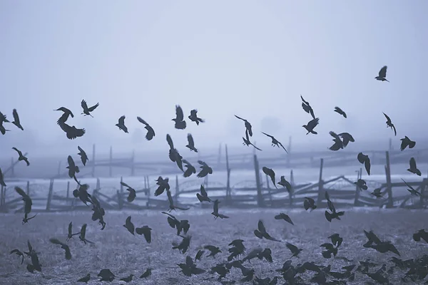 Astratto Sfondo Sfocato Stormo Uccelli Neri Volo Concetto Stress Tristezza — Foto Stock