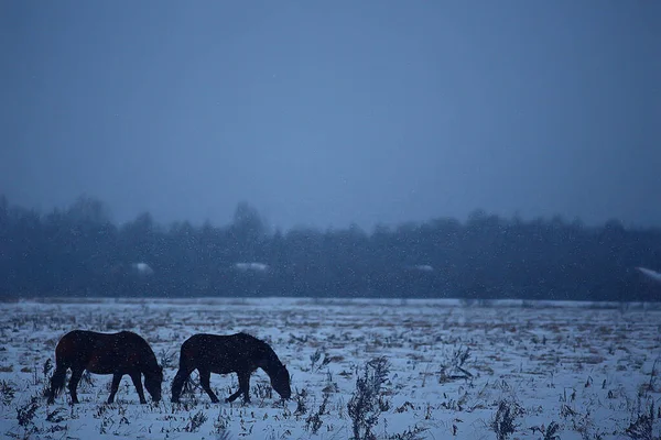 Abstraktní Rozmazané Zimní Pozadí Koně Zasněžené Krajině Sníh Farmě — Stock fotografie