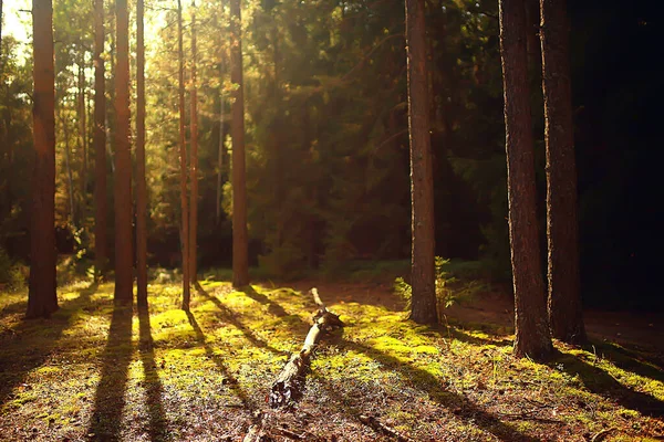 추상적 아름다운 광야의 — 스톡 사진