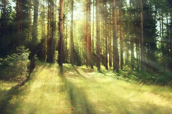 Napsugarak Tűlevelű Erdőben Elvont Táj Nyári Erdő Gyönyörű Vadon Természet — Stock Fotó