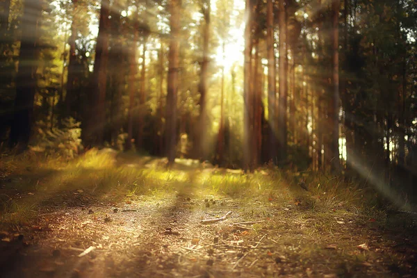 Sun Rays Coniferous Forest Abstract Landscape Summer Forest Beautiful Wilderness — Stock Photo, Image