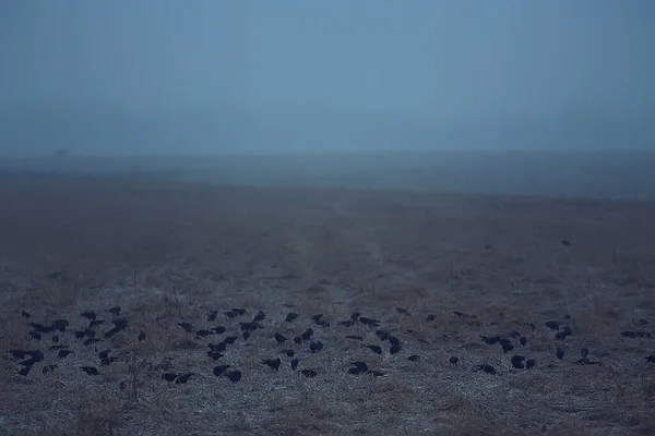 Autunno Paesaggio Stormo Uccelli Neri Concetto Tristezza Autunno Nebbia Sfondo — Foto Stock