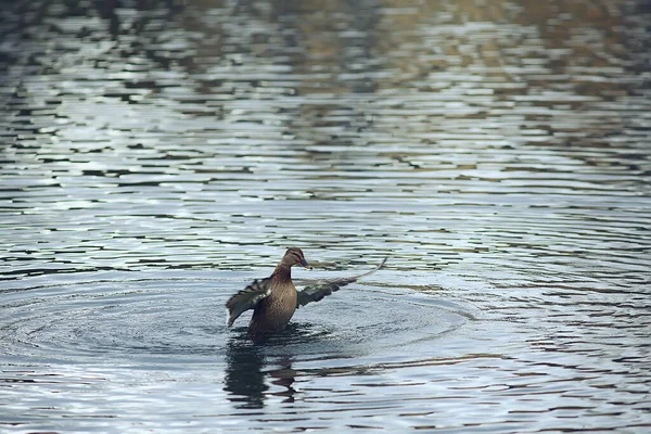 Patos Estanque Otoño Aves Silvestres Ánades Reales Pato —  Fotos de Stock