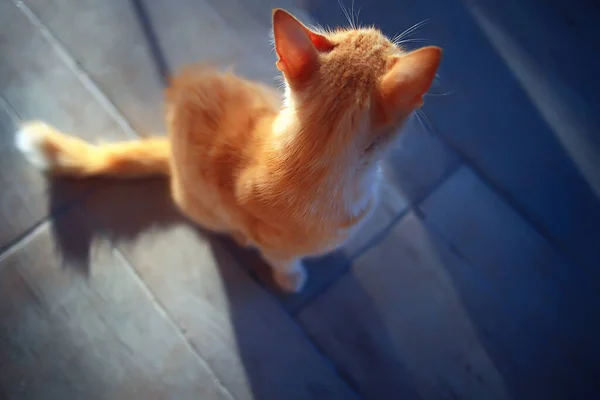 Sol Katt Våren Vår Porträtt Söt Tamkatt — Stockfoto