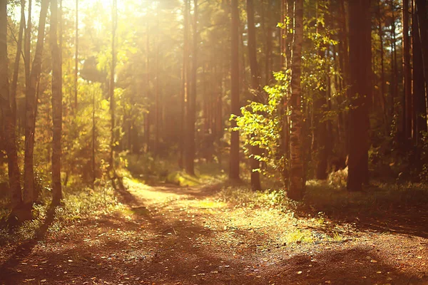 Jesień Lesie Iglastym Abstrakcyjny Widok Jesienny Las Żółty Piękna Przyroda — Zdjęcie stockowe