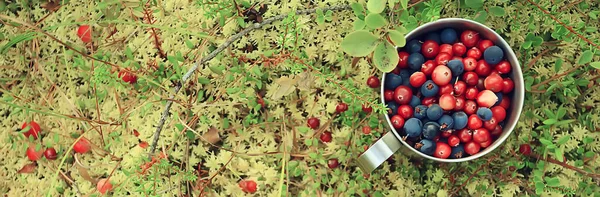 Arándanos Arándanos Sobre Musgo Una Taza Condiciones Naturales Vida Silvestre —  Fotos de Stock