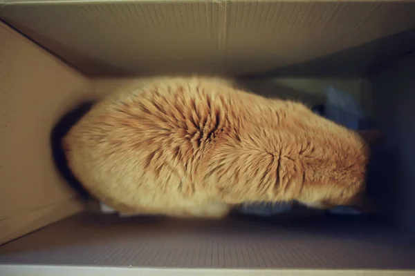 Красный Кот Коробке Сидит Кошки Картонные Коробки — стоковое фото