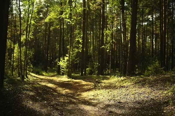針葉樹林の太陽光線抽象的な風景夏の森美しい荒野の自然 — ストック写真