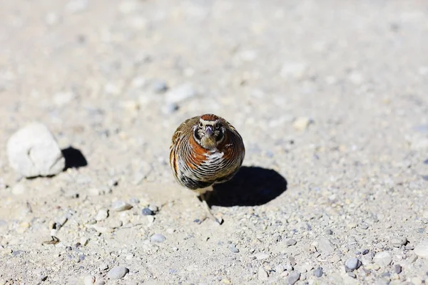 Storno Piccolo Parula Fauna Selvatica Macro Ritratto Uccello — Foto Stock