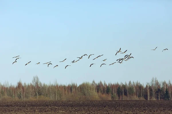 Stado Ptaków Wędrownych Gęsi Polu Sezonowa Migracja Krajobrazu Ptaków Polowanie — Zdjęcie stockowe