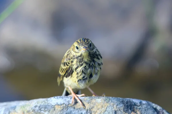 Pollito Pájaro Wagtail Pájaro Salvaje Sentado Una Piedra —  Fotos de Stock