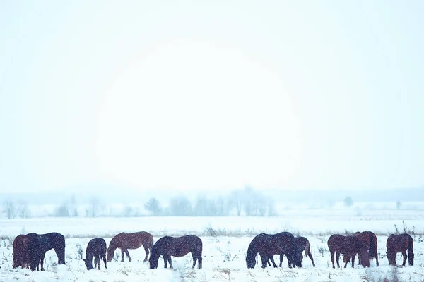 Abstrakt Verschwommener Winterhintergrund Pferde Einer Verschneiten Feldlandschaft Schnee Auf Einem — Stockfoto