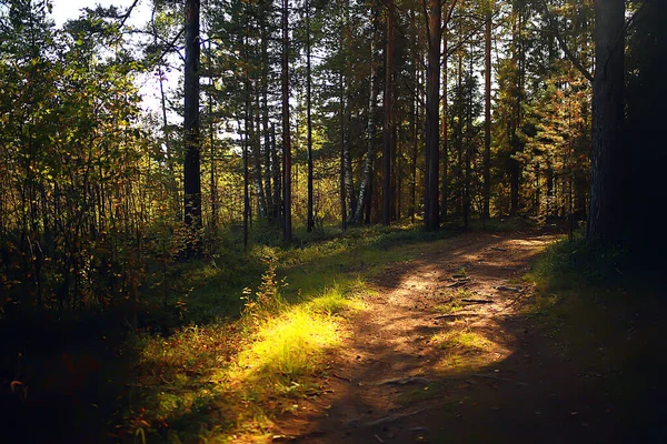 Sluneční Paprsky Jehličnatém Lese Abstraktní Krajina Letní Les Krásná Divočina — Stock fotografie
