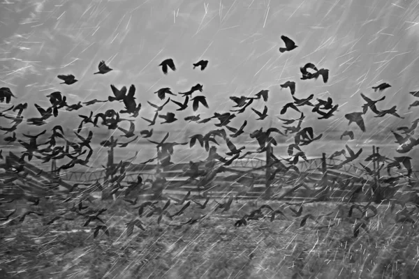 autumn landscape flying crows flock, stress concept autumn rain, flying black birds