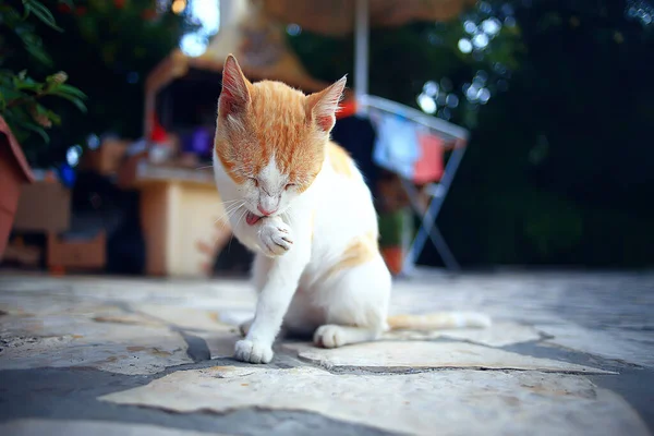 Sole Gatto Primavera Ritratto Primaverile Gatto Domestico Carino — Foto Stock