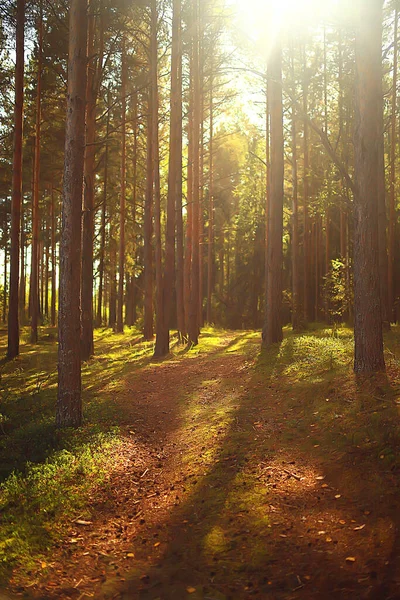 Rayons Soleil Dans Forêt Conifères Paysage Abstrait Forêt Été Belle — Photo