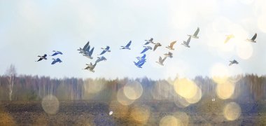 migratory birds flock of geese in the field, landscape seasonal migration of birds, hunting clipart