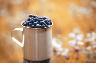 Ormanda demir bardakta yaban mersini, arka planda vitamin yürüyüşü, kuzey meyveleri Finlandiya 'da vahşi yaşam.