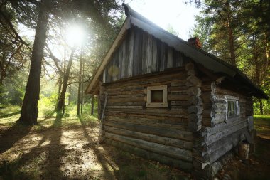 Açık hava aktiviteleri, çam ormanlarındaki yazlık evler, yaz manzarası, kuzey doğası.