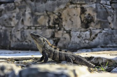 Meksika 'da güneşin tadını çıkaran büyük iguana, yucatan hayvanı.