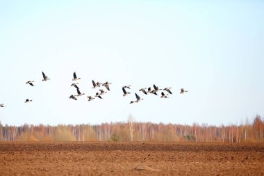 Göçmen kuşlar tarlada kaz sürüsü, mevsimsel göçler, avlanma