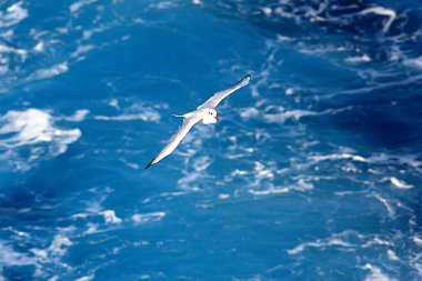 Martı denizin üzerinde uçar, konsept deniz tatili yazı, kuş özgürlüğü uçuşu