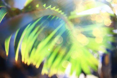 Soyut palmiye yaprakları güneş arkaplanı, denizde aktif yaz tatili