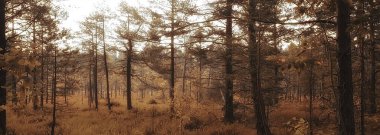 manzara yaz ormanı parlıyor güneş batıyor arka plan bulanıklaşıyor, ağaçlar soyut görünüyor