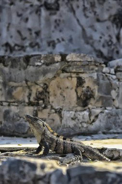 Meksika 'da güneşin tadını çıkaran büyük iguana, yucatan hayvanı.