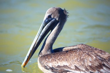 Gri pelikanlar doğada, deniz kuşları vahşi yaşam