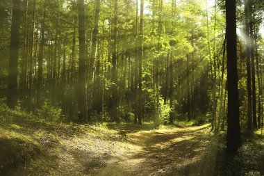 sun rays in coniferous forest, abstract landscape summer forest, beautiful wilderness nature