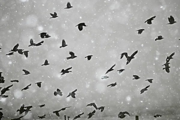 Aves Negras Rebanho Voo Clima Inverno Neve Conceito Estresse Depressão — Fotografia de Stock