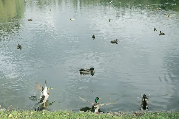 Enten Auf Einem Teich Herbst Wildvögel Stockente — Stockfoto