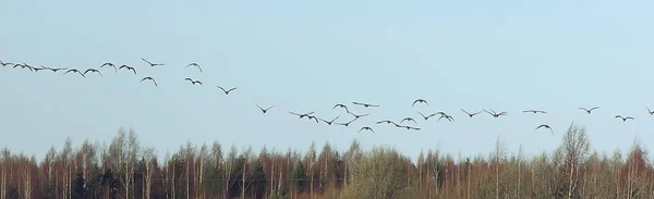 Мігруючі Птахи Зграї Гусей Полі Ландшафтна Сезонна Міграція Птахів Полювання — стокове фото