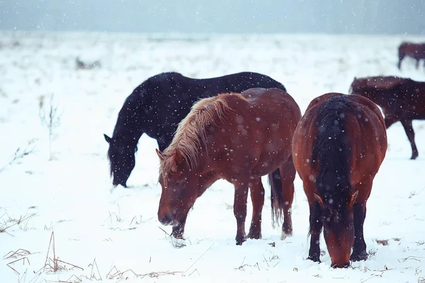 Soyut Bulanık Kış Geçmişi Karlı Bir Arazide Atlar Bir Çiftlikte — Stok fotoğraf