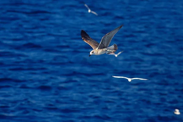 Meeuw Vliegt Zee Concept Zeevakantie Zomer Vogelvrijheid Vliegen — Stockfoto