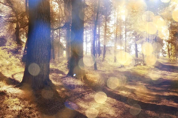 Krajina Léto Les Oslnění Slunce Bokeh Rozmazané Pozadí Abstraktní Pohled — Stock fotografie