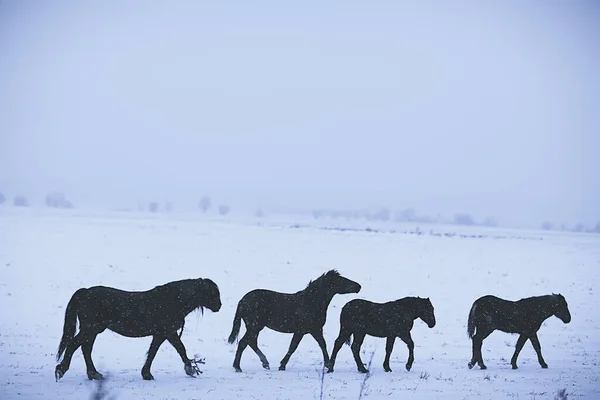 Abstraktní Rozmazané Zimní Pozadí Koně Zasněžené Krajině Sníh Farmě — Stock fotografie