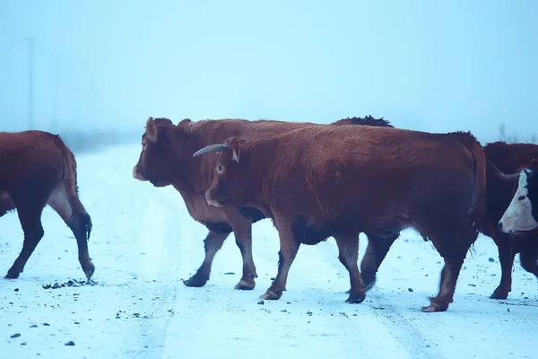 Krowy Zimą Polu Śnieżnym Zwierzęta Farmie Sezonie Zimowym — Zdjęcie stockowe