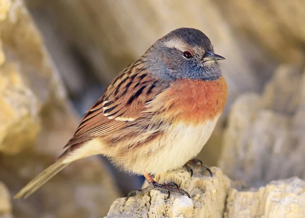 Storno Piccolo Parula Fauna Selvatica Macro Ritratto Uccello — Foto Stock