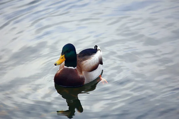 Enten Auf Einem Teich Herbst Wildvögel Stockente — Stockfoto