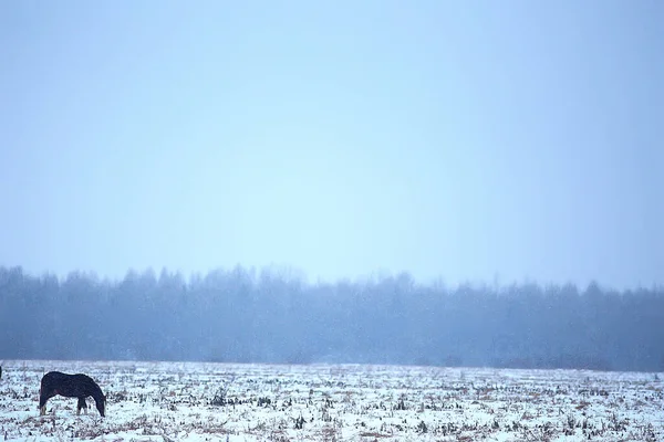 Abstrakcyjne Rozmazane Zimowe Tło Konie Śnieżnym Polu Krajobrazu Śnieg Farmie — Zdjęcie stockowe