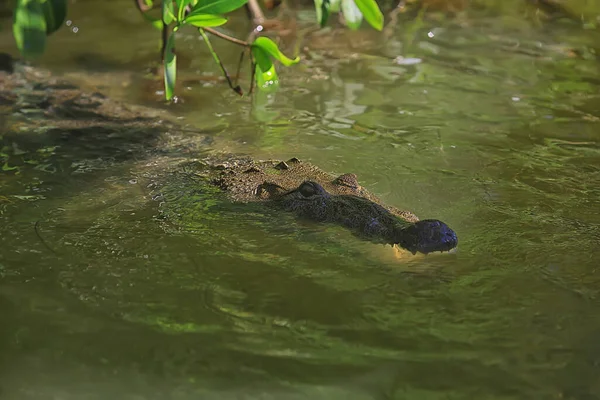 Coccodrillo Selvatico Nel Fiume Alligatore Nella Palude Testa Predatore Della — Foto Stock