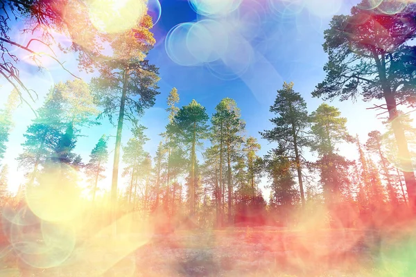 Promienie Słońca Lesie Iglastym Abstrakcyjny Krajobraz Letni Las Piękna Dzika — Zdjęcie stockowe
