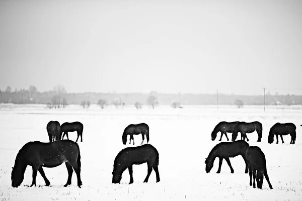 Abstrato Desfocado Fundo Inverno Cavalos Uma Paisagem Campo Nevado Neve — Fotografia de Stock