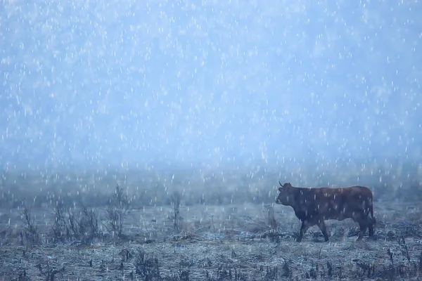 Cows Winter Snow Field Animals Farm Winter Season — Stock Photo, Image