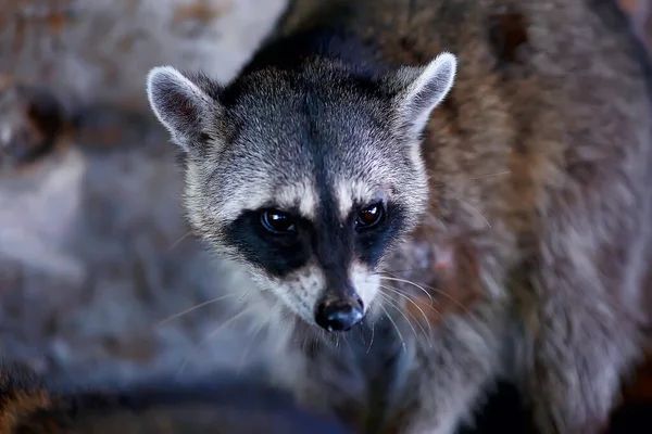 Wildnosoha Amerikanischer Waschbär Tier Freier Wildbahn — Stockfoto