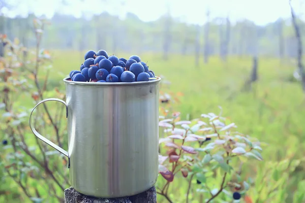 Bosbessen Een Ijzeren Beker Het Bos Wandelen Achtergrond Vitaminen Noordelijke — Stockfoto